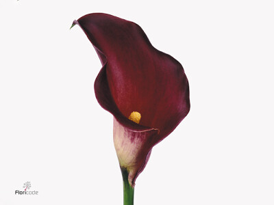Zantedeschia 'Majestic Red'
