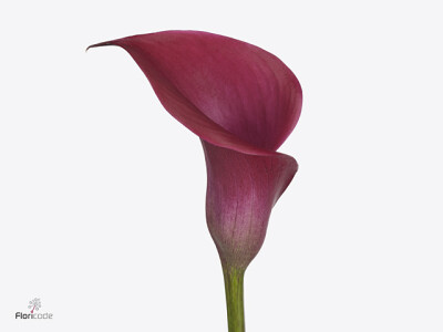 Zantedeschia 'Dozanresy'