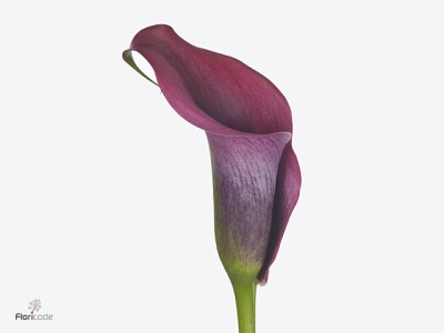 Zantedeschia 'Dior'