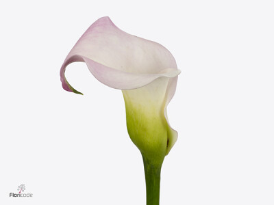 Zantedeschia Sweet Art