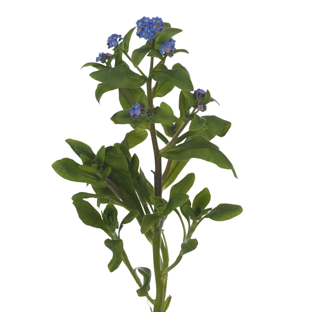 Myosotis-productfoto.png