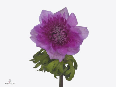 Anemone coronaria Levante Fucsia