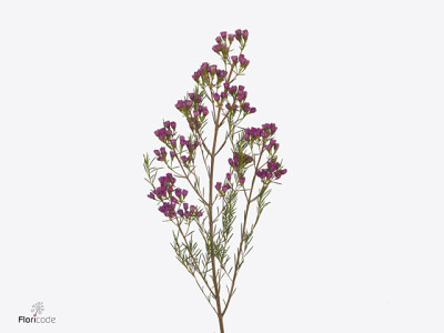 Chamelaucium 'Happy Days'