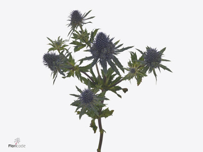 Eryngium Magical Grand Lagoon