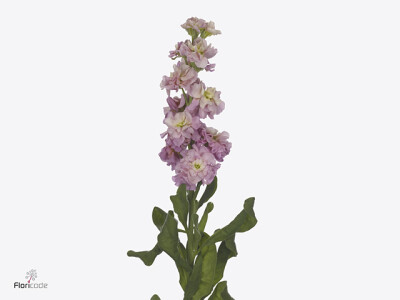 Matthiola incana Milla Rose