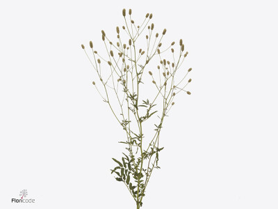 Sanguisorba 'Snow Queen'