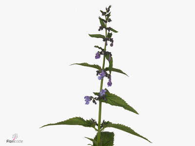 Nepeta (Faassenii Grp) 'Ruth'