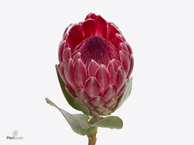 Protea 'Sharonet'