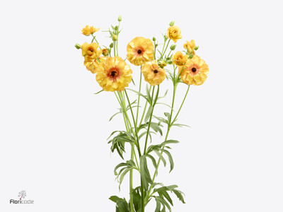 Ranunculus Butterfly Phosphorus