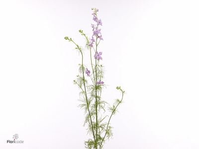 Consolida regalis 'Misty Lavender'