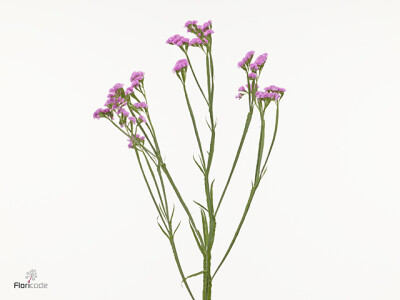 Limonium sinuatum Musical Wings