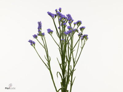 Limonium sinuatum Midnight Wings