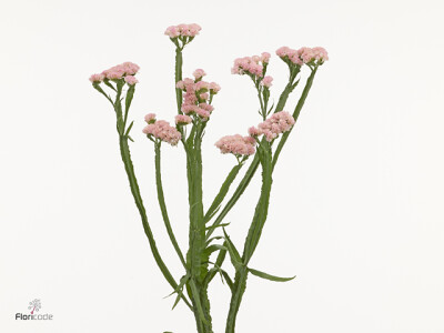 Limonium sinuatum Peach Wings