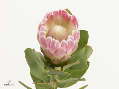 Protea 'Penny Pink'