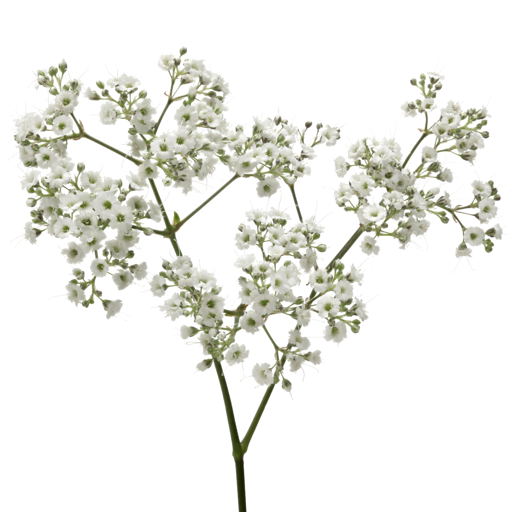 Marginpar_Gypsophila-Million-