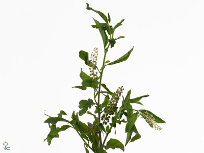 Phytolacca americana