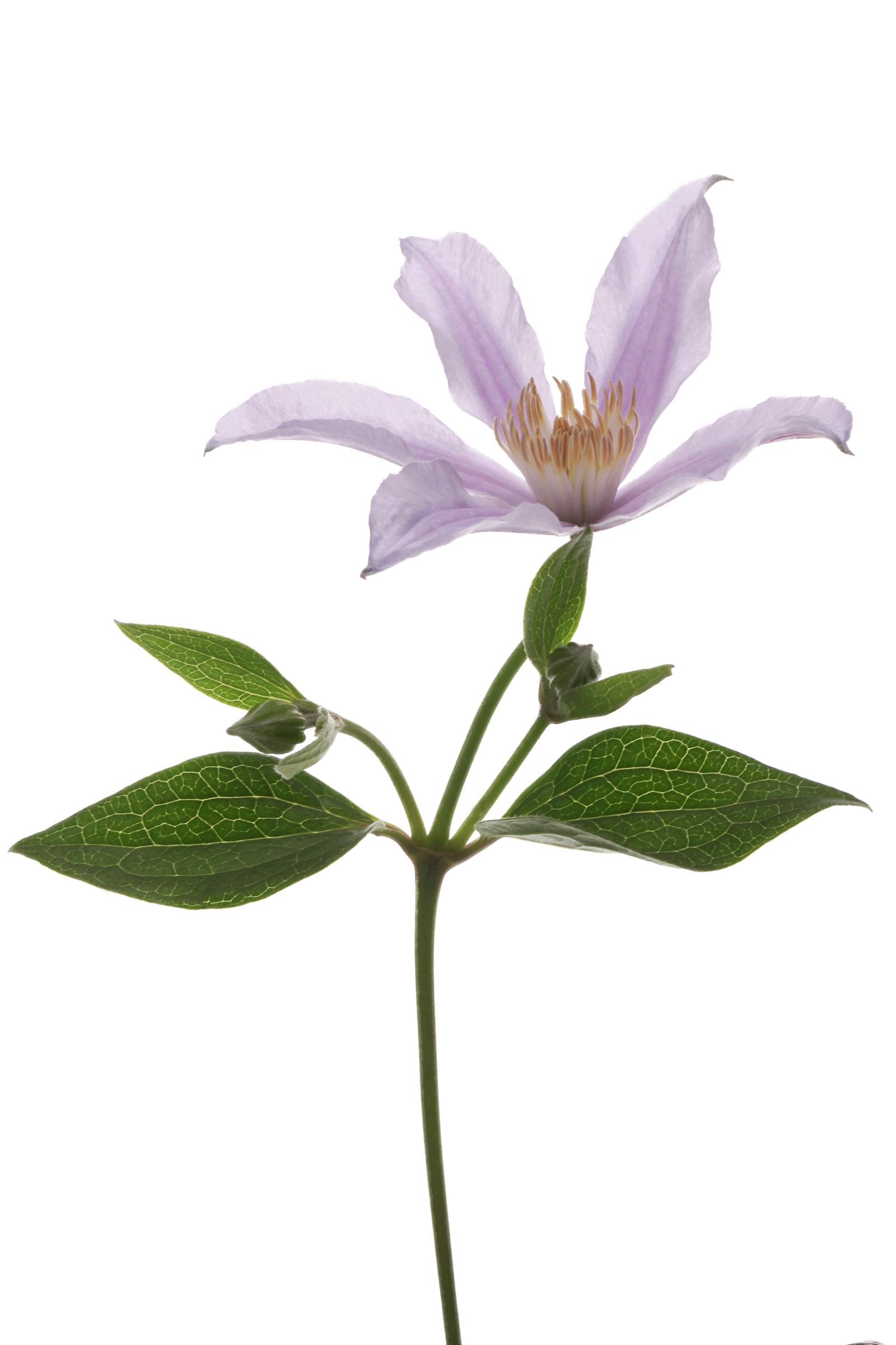 All about the Clematis (Ground elder) - Tips and care | 365 days