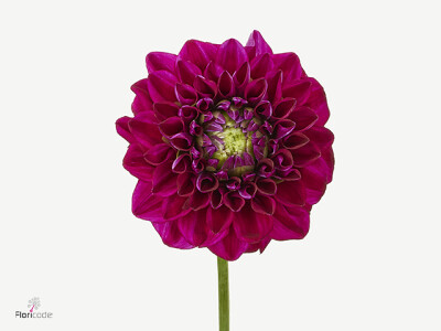 Dahlia (Decorative Grp) 'Henks Riverdale'