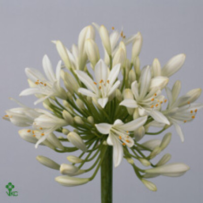 Agapanthus praecox 'Meoni'