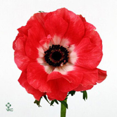 Anemone coronaria 'Gloria Pink'