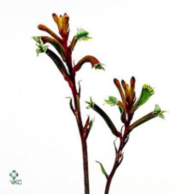 Anigozanthos 'Red Burgundy'