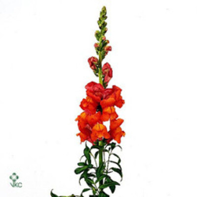 Antirrhinum majus 'Maryland Dark Orange'