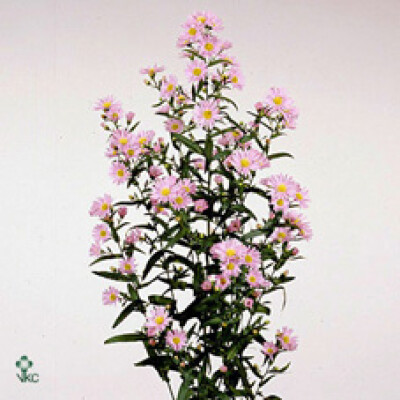 Aster 'Painted Lady'