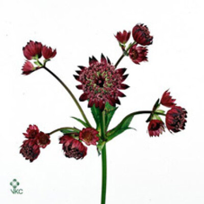Astrantia major 'Lars'