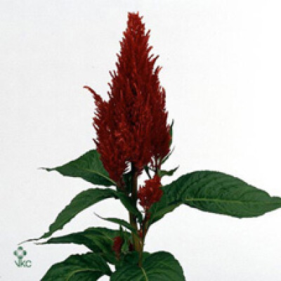 Celosia argentea (Plumosa Grp) 'Century Fire'