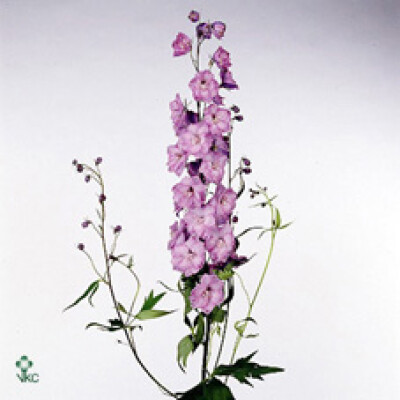 Delphinium (Elatum Grp) 'Ned Rose'