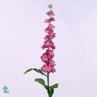 Matthiola incana 'Lucinda Rose'