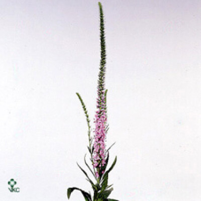 Veronicastrum virginicum 'Pink Beauty'
