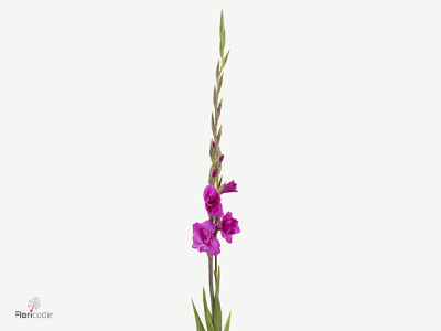 Gladiolus (Large-flowered Grp) 'Aurora'