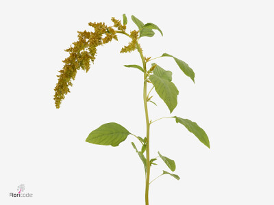 Amaranthus caudatus Dick W Salvina Gold