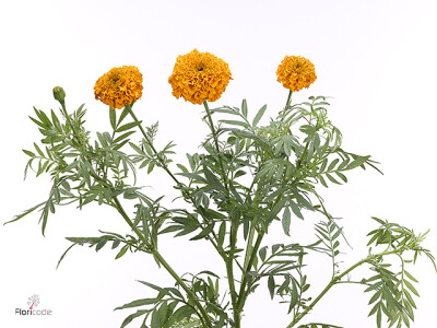 Tagetes (Erecta Grp) Thygo Orange Glow
