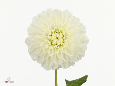 Dahlia (Decorative Grp) 'Dazz Mila'