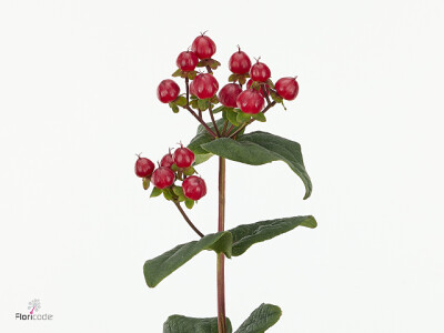 Hypericum x inodorum Magical Maroon