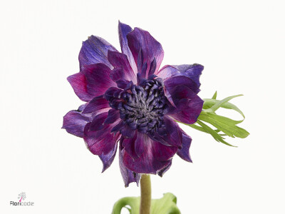 Anemone coronaria 'Fullstar Bordeaux'