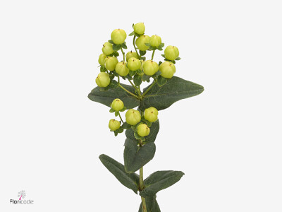 Hypericum x inodorum 'Kolmasugo'