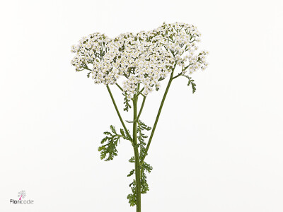 Achillea 'Neonglow Moon'