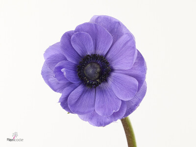 Anemone coronaria 'Scirocco Blu'