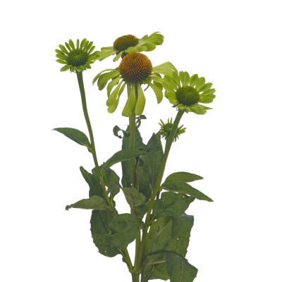 Echinacea purpurea 'Alan's Pride'