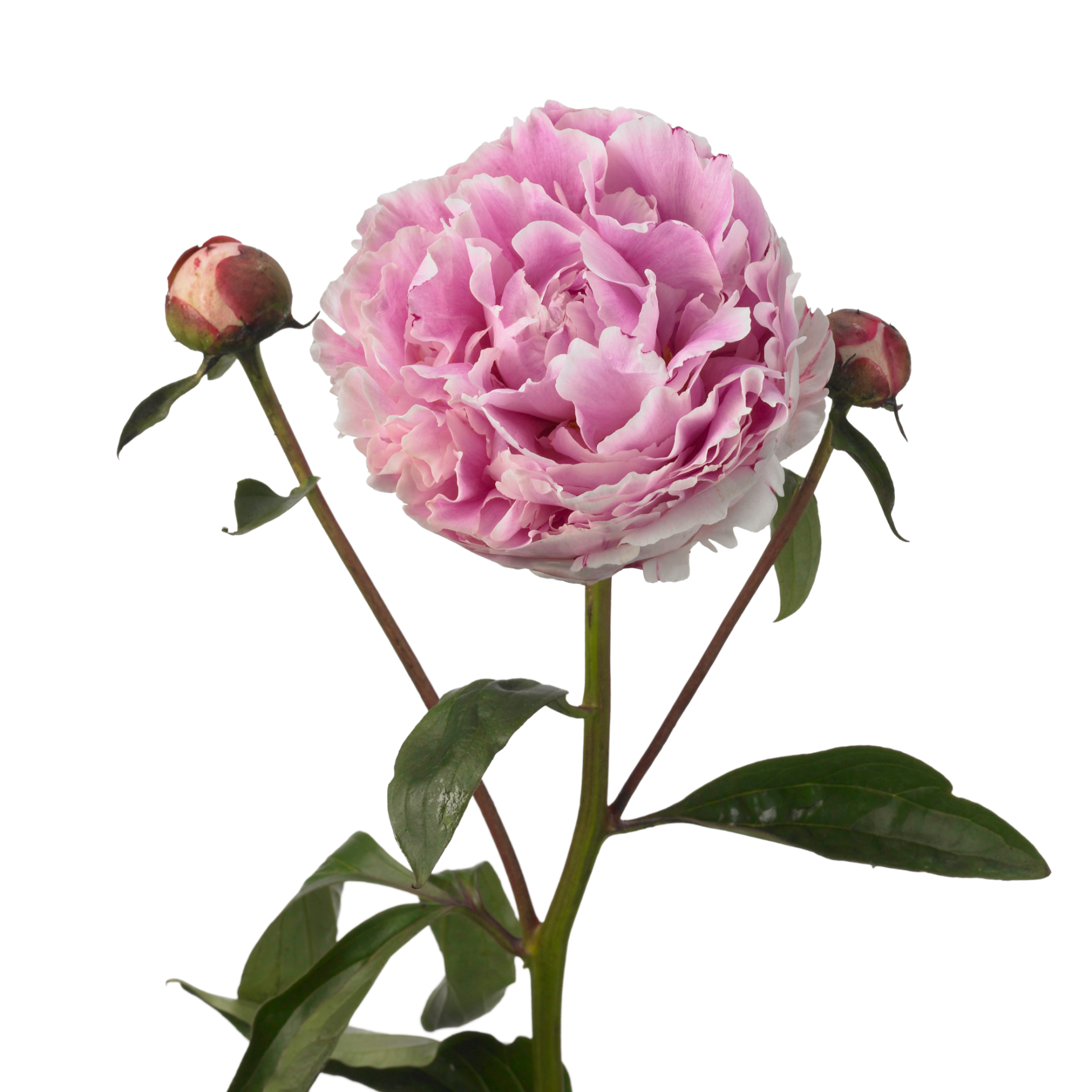 All about the Cosmos (Cosmea) - Tips and care | 365 days of