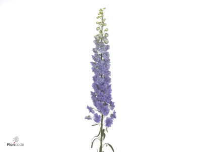 Delphinium dubbelbloemig (Elatum Grp) Dev Lavender Love