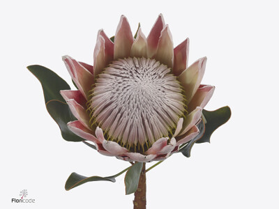 Protea cynaroides 'The Kate'