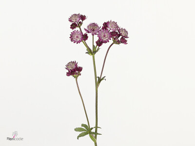 Astrantia major 'Star of Joy'