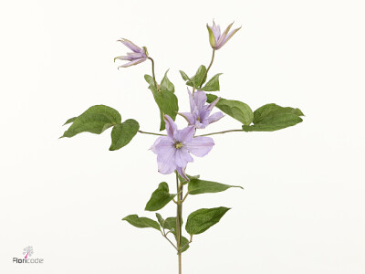 Clematis Amazing Lima