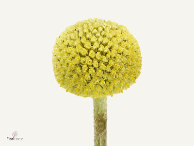 Craspedia globosa Paintball Popup