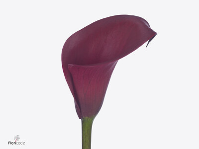 Zantedeschia Beijing