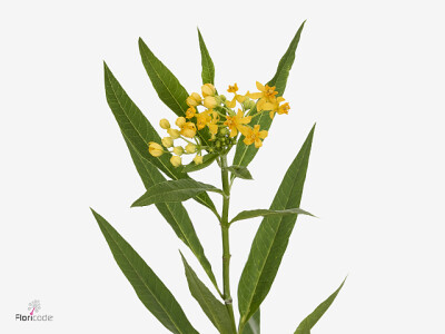 Asclepias curassavica Luma Sol